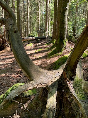 Nationalpark Bayerischer Wald Baumwurzeln